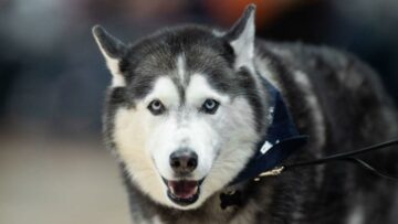 March Madness 2023: UConn’s live mascot Jonathan the Husky may